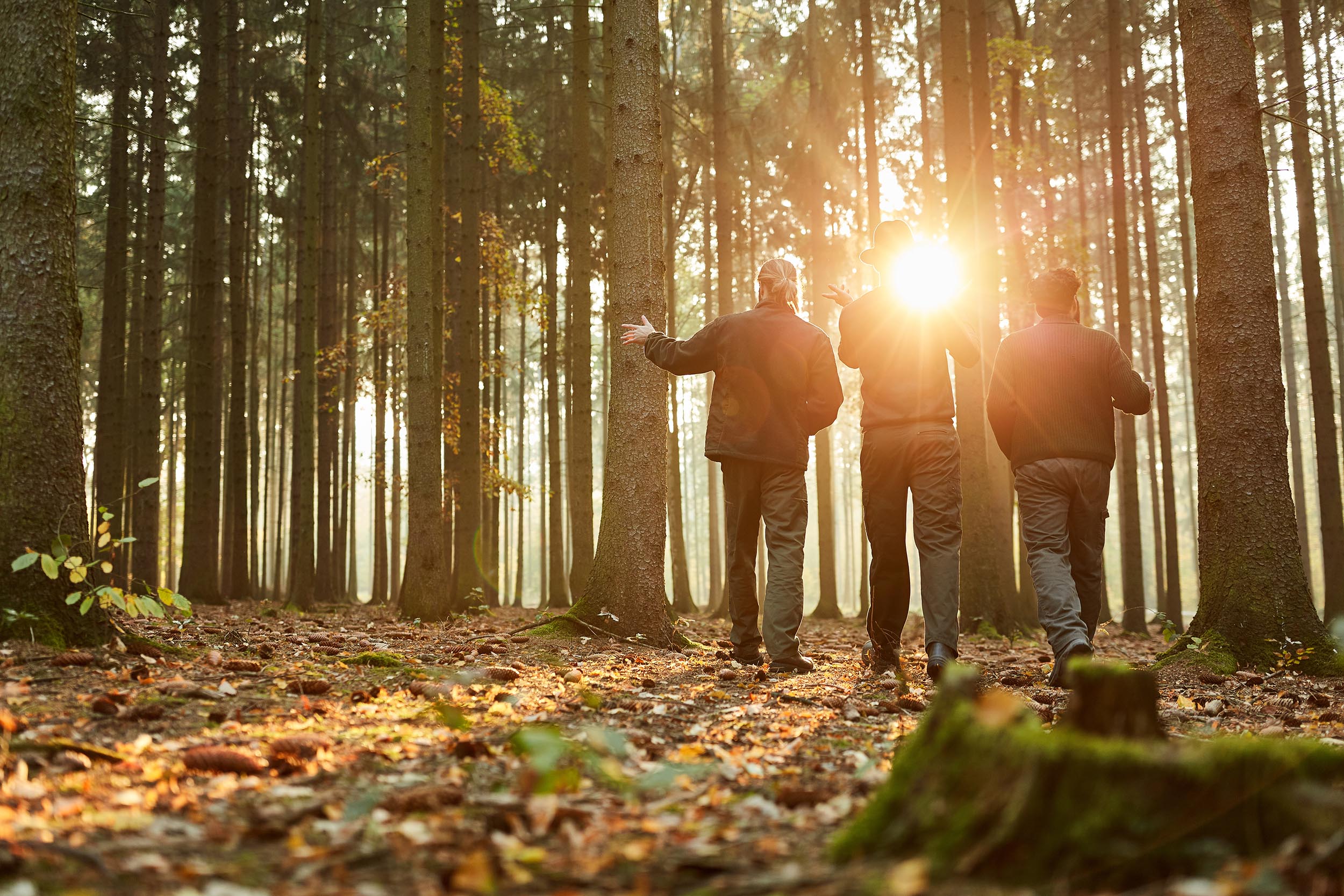 Three foresters in the woods during a walk or inspection in the evening sun; Shutterstock ID 1470773945; purchase_order: -; job: -; client: -; other: -